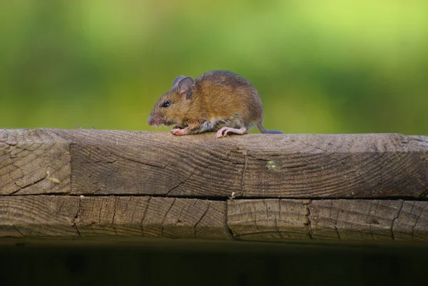 Närbild Liten Mus Träyta — Stockfoto