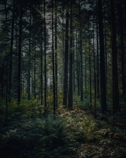 Vertikální Záběr Vysokých Tenkých Stromů Lese Bez Slunečního Svitu — Stock fotografie