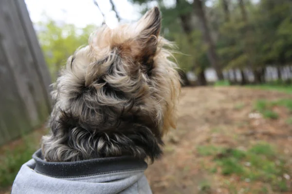 Ein Seichter Fokus Eines Yorkshire Terriers Mit Einem Grauen Kapuzenpullover — Stockfoto