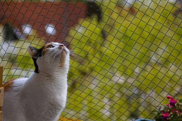 猫は金属製の柵の背景を見上げます カリフォルニアの猫が上を見上げ — ストック写真