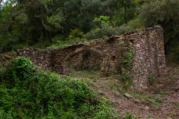 Ένα Κοντινό Πλάνο Ενός Κτιρίου Ερείπια Στο Δάσος — Φωτογραφία Αρχείου