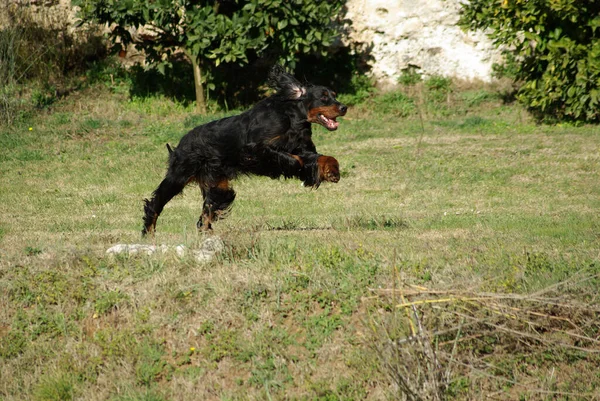 一只英国黑可可猎犬狗在户外 — 图库照片