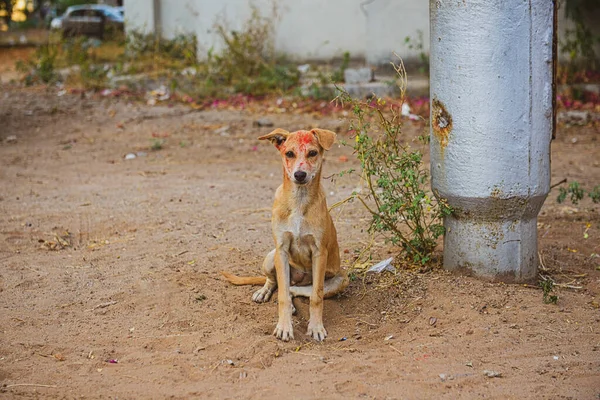 Ένας Σκύλος Του Δρόμου Κόκκινη Μπογιά Στο Κεφάλι Του Κάθεται — Φωτογραφία Αρχείου