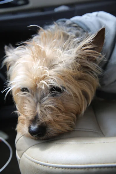 Ein Seichter Fokus Eines Yorkshire Terriers Mit Einem Grauen Kapuzenpullover — Stockfoto