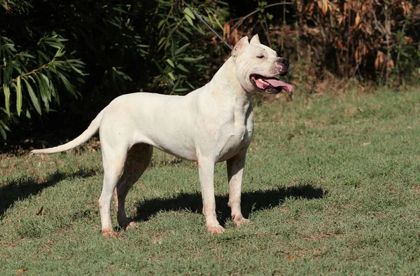 Een Schattige Dogo Argentino Hond Buiten — Stockfoto