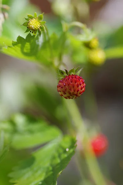 Plan Vertical Fraises Poussant Dans Champ Sous Lumière Soleil Avec — Photo