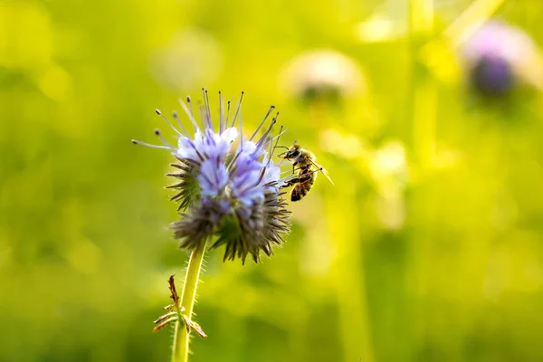 Мелкий Фокус Пыльцы Собирающей Пчелу Цветка Фаселии — стоковое фото