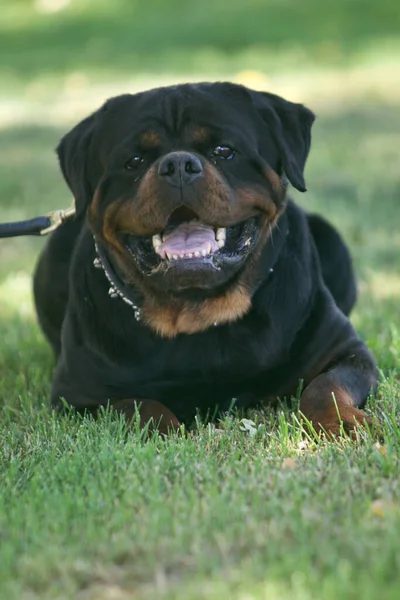 Rottweiler Marka Bir Köpeğin Çimlerin Üzerinde Oturup Kameraya Bakması — Stok fotoğraf