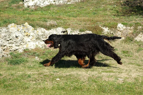 Naturskön Över Engelsk Brevhund Utomhus — Stockfoto