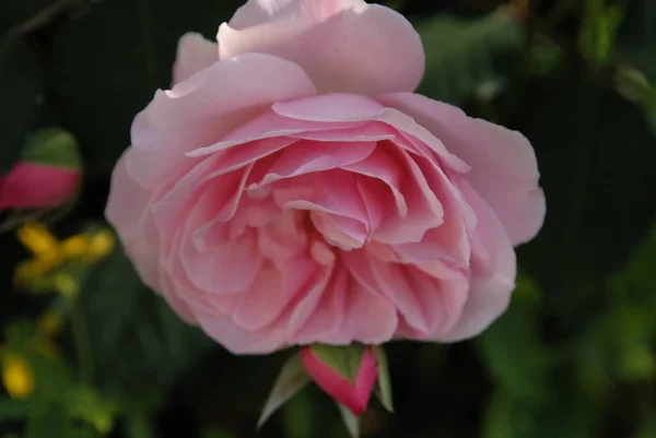 Primer Plano Una Hermosa Rosa Rosa Jardín Durante Día — Foto de Stock