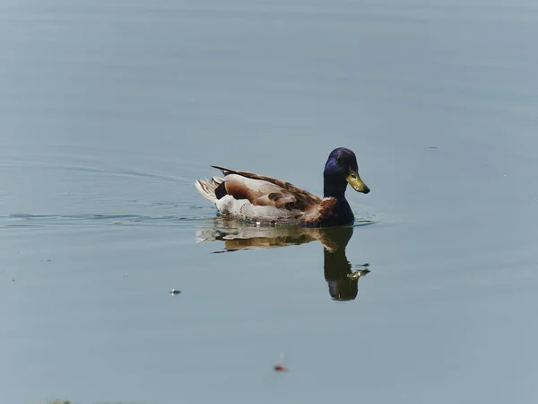 Selective Focus Shot Mallard Duck Floating Lake — Stock Photo, Image