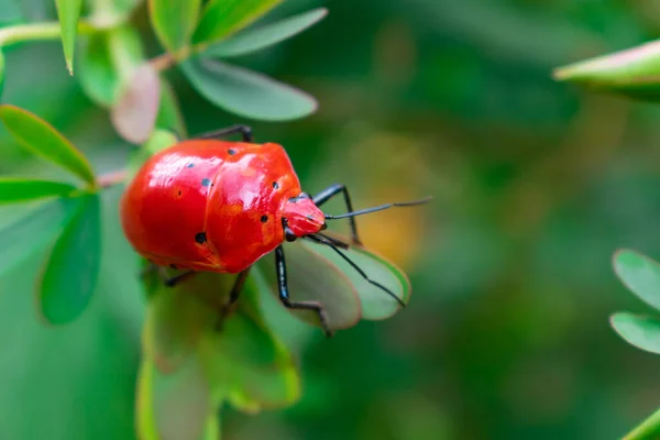 Gros Plan Scarabée Rouge Sur Une Fleur Senné Part Dans — Photo