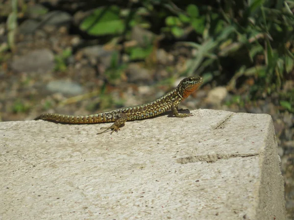 Tir Sélectif Lézard Sur Une Pierre — Photo