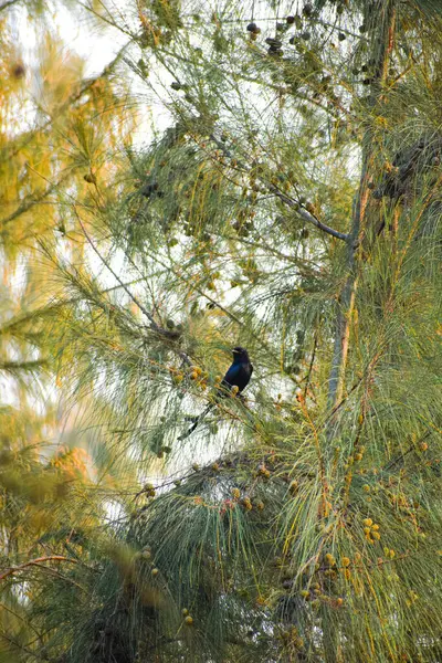Eine Vertikale Aufnahme Eines Auf Einem Baum Hockenden Vogels Bei — Stockfoto
