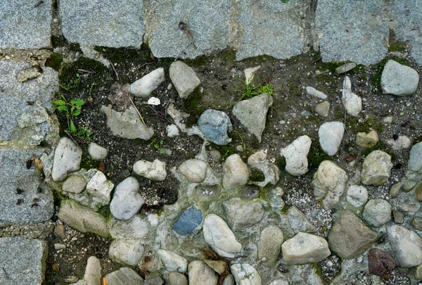 Horní Záběr Kamení Půdy Mladými Zelenými Rostlinami — Stock fotografie