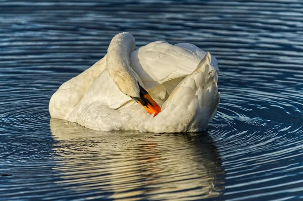 Cisne Mudo Solitario Flotando Lago — Foto de Stock