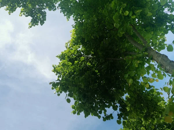 Low Angle Shot Tree Blue Sky Background — Stock Photo, Image