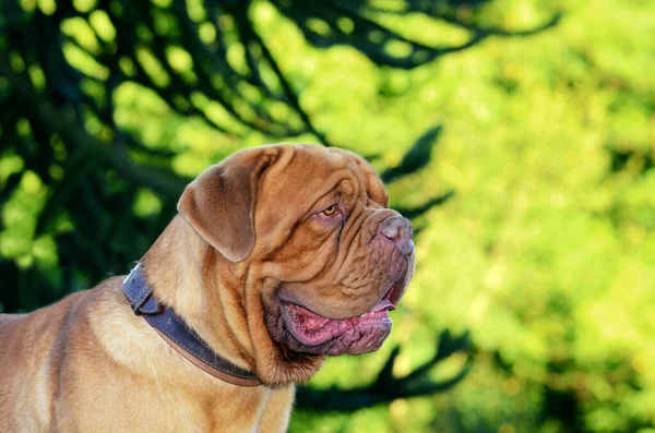 Closeup Shot Dogue Bordeaux Blurred Background — Stock Photo, Image