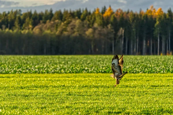 Cerf Volant Rouge Solitaire Planant Sur Champ Vert Pittoresque — Photo