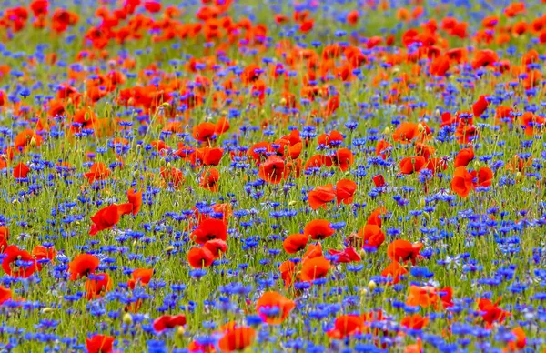 Ein Schöner Blick Auf Blaue Kornblumen Und Roten Mohn Auf — Stockfoto