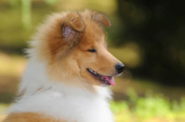 Közelkép Egy Durva Collie Kutyáról Szabadban — Stock Fotó