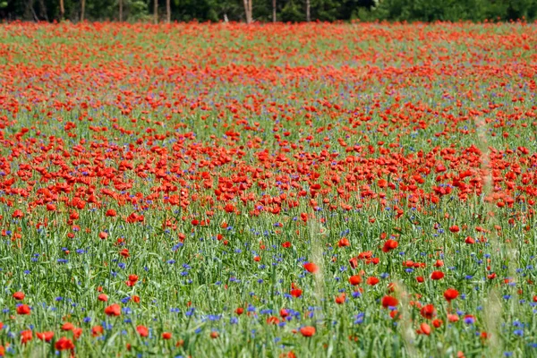 Beautiful Shot Poppy Field — Stock Photo, Image