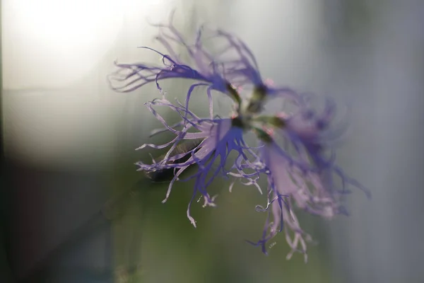 Bulanık Bir Arkaplanda Pembemsi Bir Çiçeğin Yakın Plan Çekimi — Stok fotoğraf