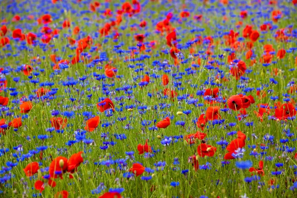 田野里有蓝花和罂粟花的风景 — 图库照片