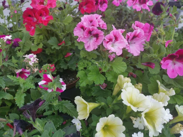 Eine Nahaufnahme Von Blühenden Bunten Geranienblüten — Stockfoto