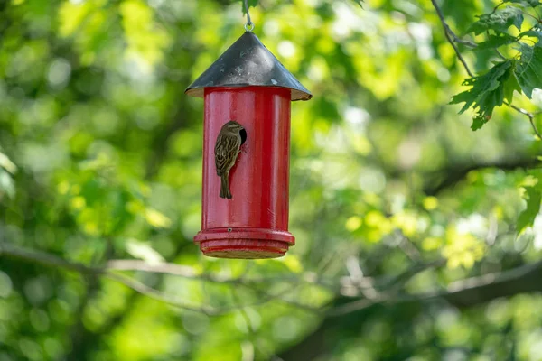 一只家养的麻雀坐在树上挂着的红色鸟屋里的背影 — 图库照片