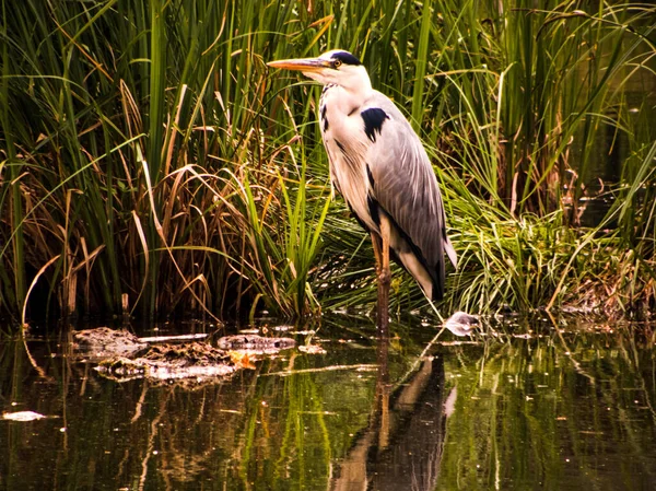 Ein Graureiher Ardea Cinerea Auf Dem Teich Freier Natur — Stockfoto