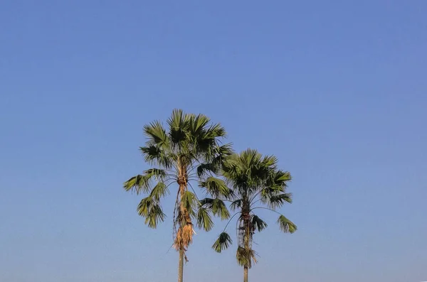 Egy Trópusi Tapéta Pálmafákkal Fényes Felhők Nélküli Kék Alatt — Stock Fotó