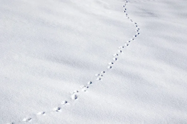 Fundo Textura Neve Com Pegadas — Fotografia de Stock