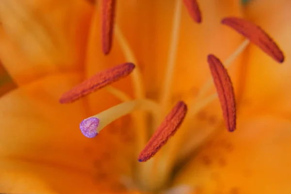 Pistil Stamens Polen Içeren Turuncu Bir Zambak Çiçeğinin Yakın Plan — Stok fotoğraf