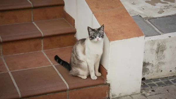 Gato Sentado Una Escalera Mientras Mira Cámara — Foto de Stock