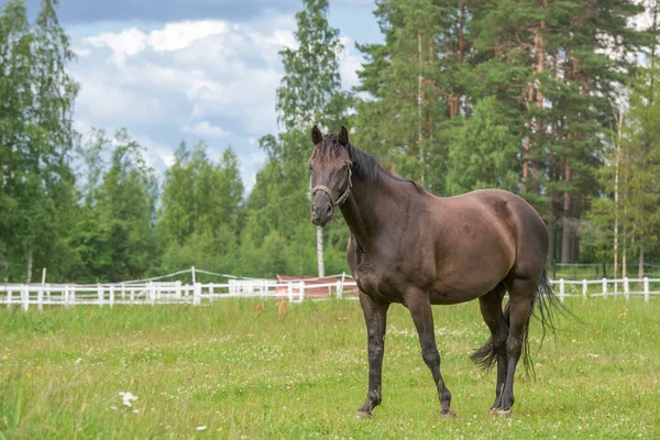 背景に木のある野原の美しい茶色の馬 — ストック写真