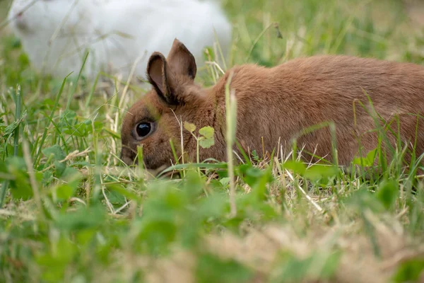 Een Ondiepe Focus Van Een Bruin Konijn Het Gras — Stockfoto