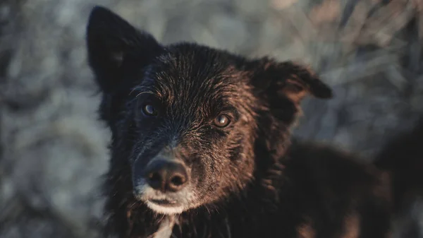 Sebuah Gambar Close Dari Anjing Hitam Pada Latar Belakang Kabur — Stok Foto