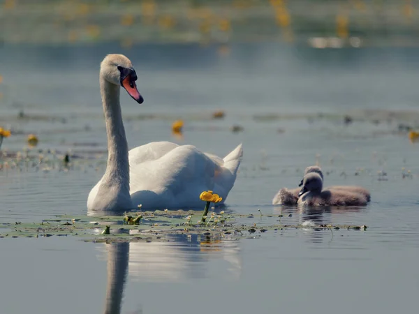 Ein Anmutiger Weißer Schwan Mit Küken Die See Schwimmen — Stockfoto