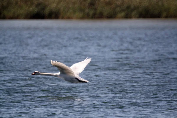 Ein Weißer Schwan Fliegt Allein Über Einen Ruhigen Blauen See — Stockfoto