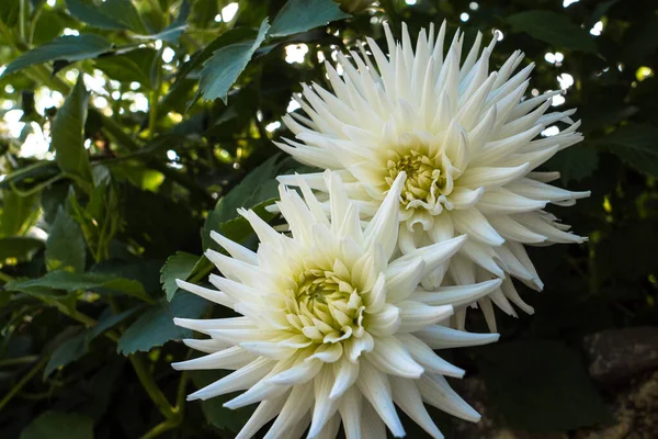 Close Flores Brancas Dahlia Garde — Fotografia de Stock