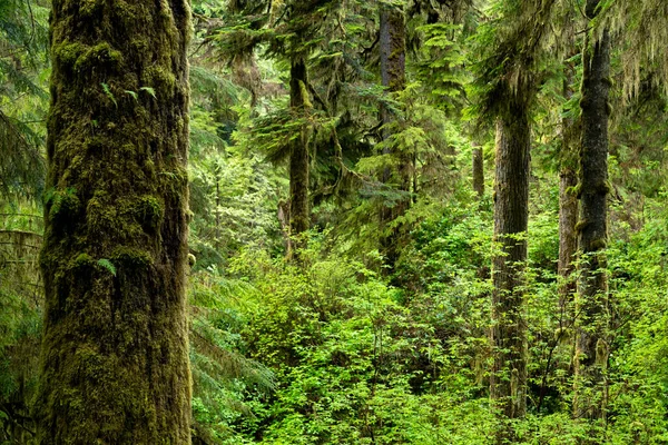 Zbliżenie Ujęcia Drzew Rainforest Trail Pacific Rim National Park Tofino — Zdjęcie stockowe