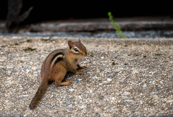 Closeup Shot Cute Brown Chipmunk Long Tail Sitting Stony Surface — Stock Photo, Image