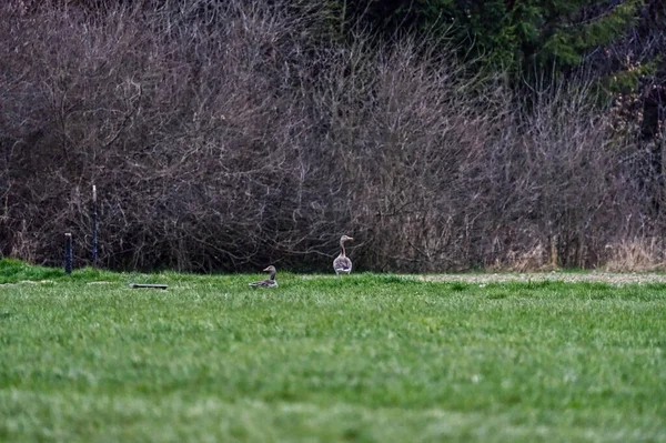 Par Gansos Grises Descansando Aire Libre — Foto de Stock