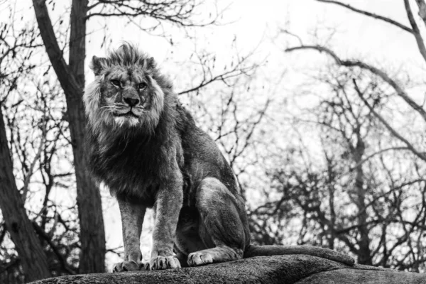 Cliché Niveaux Gris Lion Sur Rocher — Photo