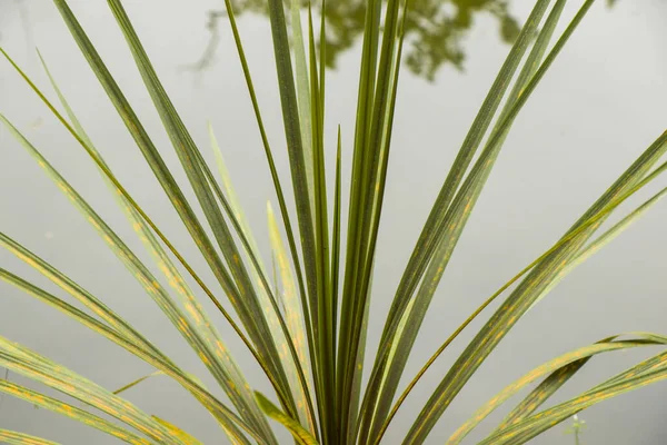 Tiro Close Uma Planta Crescendo Perto Uma Lagoa — Fotografia de Stock