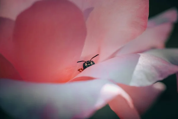 Detailní Záběr Včely Růžovém Květu — Stock fotografie