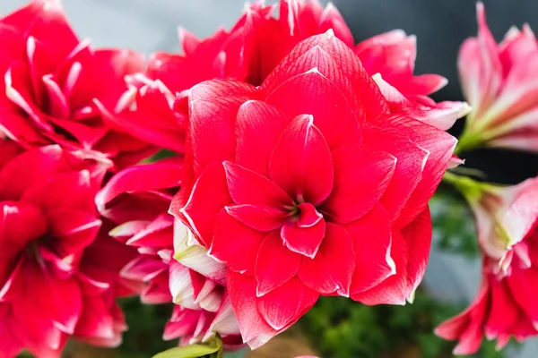 Amarillis Çiçeklerinin Seçici Odak Noktası — Stok fotoğraf