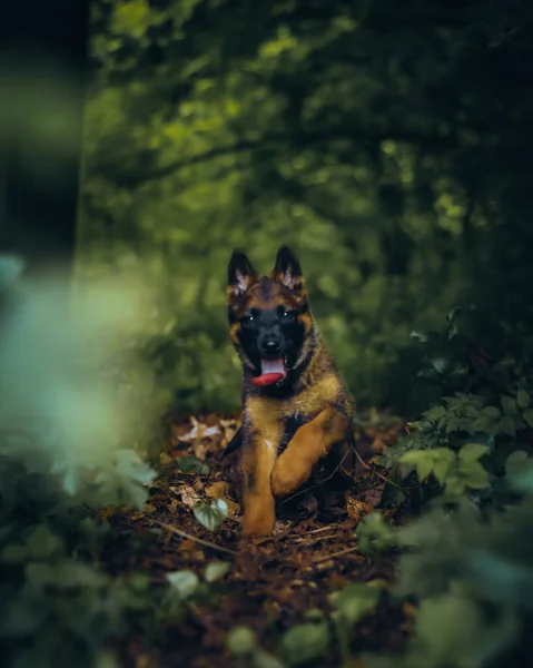 Sebuah Gambar Vertikal Dari Jerman Cokelat Anjing Gembala Lidah Keluar — Stok Foto