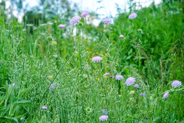 Eine Selektive Fokusaufnahme Eines Feldes Mit Grünem Gras Und Wilden — Stockfoto